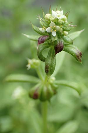 Galium aparine \ Kletten-Labkraut, Klebkraut / Cleavers, Sticky Willy, Rhodos Tsambika 30.3.2019