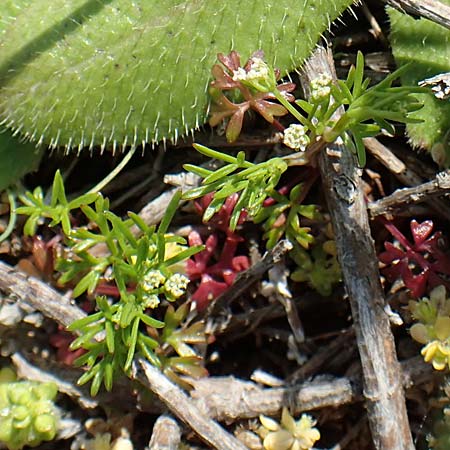 Microsciadium minutum \ Microsciadium / Microsciadium, Rhodos Kallithea Terme 7.4.2019