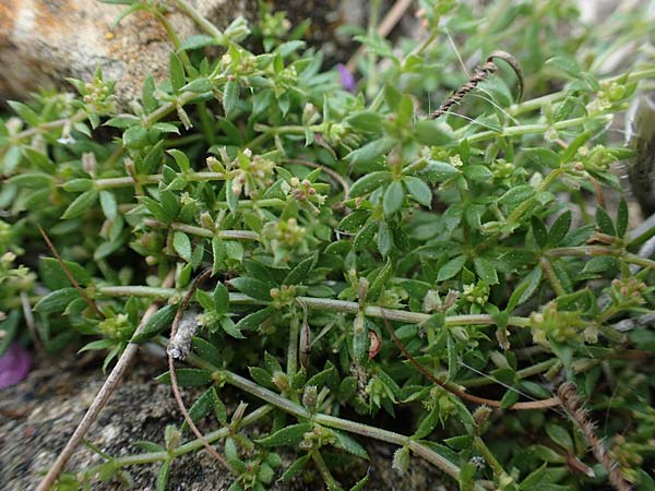 Galium aparine \ Kletten-Labkraut, Klebkraut / Cleavers, Sticky Willy, Rhodos Kamiros 22.3.2023