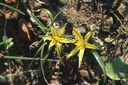 Gagea rigida \ Spitzbltziger Gelbstern, stlicher Gelbstern / Acute-Flowered Star of Bethlehem, Rhodos Messanagros 25.3.2005