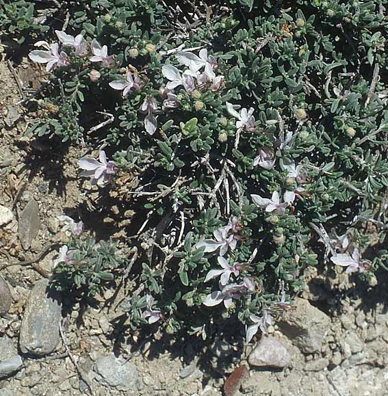 Teucrium brevifolium \ Kurzblttriger Gamander, Rhodos Prasonisi 21.3.2005