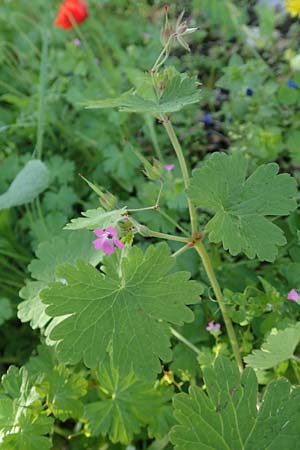 Geranium rotundifolium \ Rundblttriger Storchschnabel / Round-Leaved Crane's-Bill, Rhodos Profitis Ilias 2.4.2019