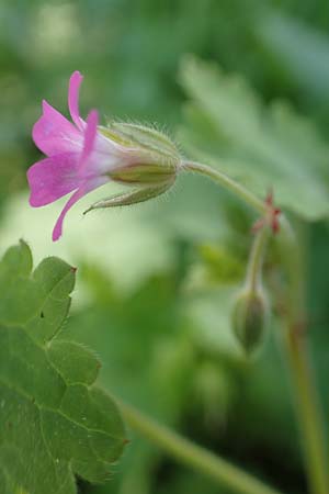 Geranium rotundifolium \ Rundblttriger Storchschnabel / Round-Leaved Crane's-Bill, Rhodos Profitis Ilias 2.4.2019