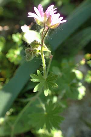 Geranium molle \ Weicher Storchschnabel / Dove-Foot Crane's-Bill, Rhodos Profitis Ilias 2.4.2019