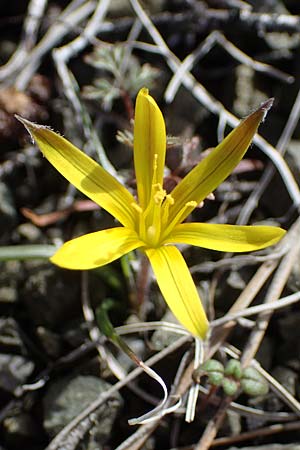 Gagea rigida \ Spitzbltziger Gelbstern, stlicher Gelbstern / Acute-Flowered Star of Bethlehem, Rhodos Moni Artamiti 16.3.2023