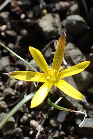 Gagea rigida \ Spitzbltziger Gelbstern, stlicher Gelbstern / Acute-Flowered Star of Bethlehem, Rhodos Moni Artamiti 16.3.2023