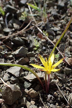 Gagea rigida \ Spitzbltziger Gelbstern, stlicher Gelbstern / Acute-Flowered Star of Bethlehem, Rhodos Moni Artamiti 16.3.2023