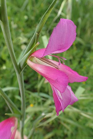 Gladiolus italicus / Field Gladiolus, Rhodos Kattavia 1.4.2019