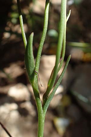 Gagea graeca \ Griechische Faltenlilie / Greek Gagea, Rhodos Prasonisi 26.3.2019