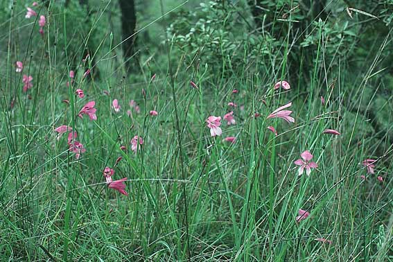 Gladiolus anatolicus \ Trkische Gladiole, Rhodos Laerma 1.5.1987