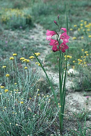 Gladiolus anatolicus \ Trkische Gladiole / Anatolian Gladiolus, Rhodos Messanagros 27.4.1987