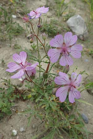 Geranium macrostylum \ Grogriffeliger Storchschnabel / Crane's-Bill, Rhodos Kattavia 1.4.2019