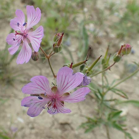 Geranium macrostylum \ Grogriffeliger Storchschnabel, Rhodos Kattavia 1.4.2019