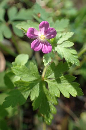 Geranium purpureum \ Purpur-Storchschnabel, Rhodos Profitis Ilias 2.4.2019