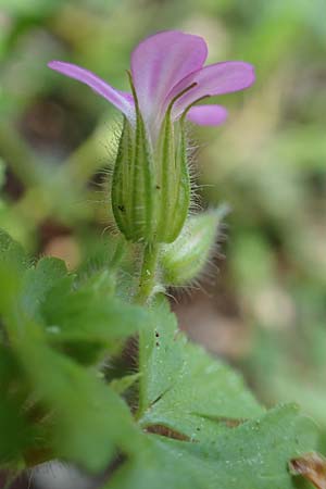 Geranium purpureum \ Purpur-Storchschnabel / Little Robin, Lesser Herb Robert, Rhodos Profitis Ilias 2.4.2019