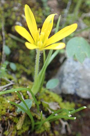 Gagea peduncularis \ Langstieliger Gelbstern, Rhodos Profitis Ilias 2.4.2019