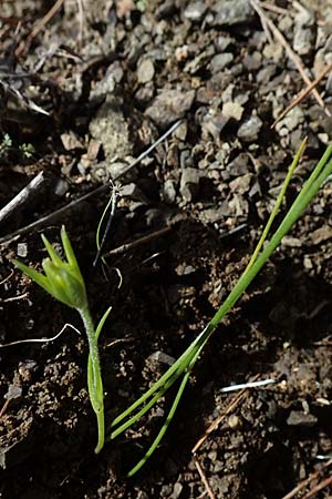 Gagea peduncularis / Stalked Star of Bethlehem, Rhodos Moni Artamiti 16.3.2023