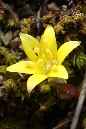 Gagea peduncularis \ Langstieliger Gelbstern, Rhodos Moni Artamiti 16.3.2023