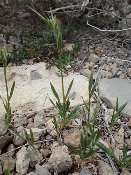 Brachypodium distachyon \ Zweihrige Zwenke / Purple False Brome, Stiff Brome, Rhodos Prasonisi 1.4.2019