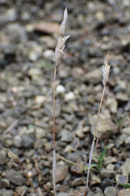 Rostraria cristata \ Echtes Bschelgras / Mediterranean Hair Grass, Rhodos Moni Artamiti 16.3.2023