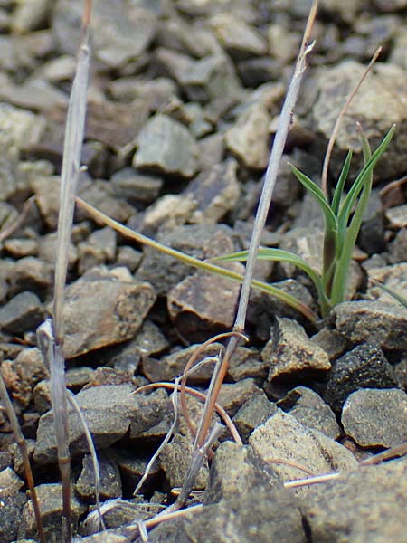 Rostraria cristata \ Echtes Bschelgras / Mediterranean Hair Grass, Rhodos Moni Artamiti 16.3.2023