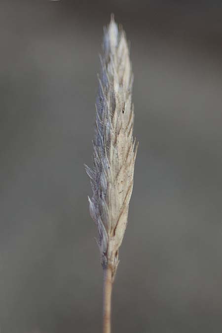 Rostraria cristata \ Echtes Bschelgras / Mediterranean Hair Grass, Rhodos Moni Artamiti 16.3.2023