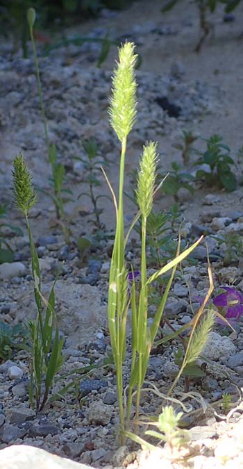 Rostraria cristata \ Echtes Bschelgras / Mediterranean Hair Grass, Rhodos Lindos 20.3.2023