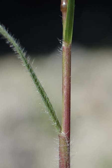 Rostraria cristata \ Echtes Bschelgras / Mediterranean Hair Grass, Rhodos Lindos 20.3.2023
