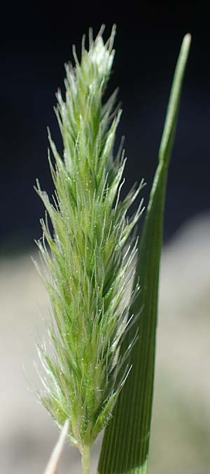 Rostraria cristata \ Echtes Bschelgras / Mediterranean Hair Grass, Rhodos Lindos 20.3.2023