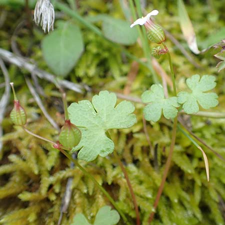 Geranium lucidum \ Glnzender Storchschnabel / Shining Crane's-Bill, Rhodos Embona 31.3.2019