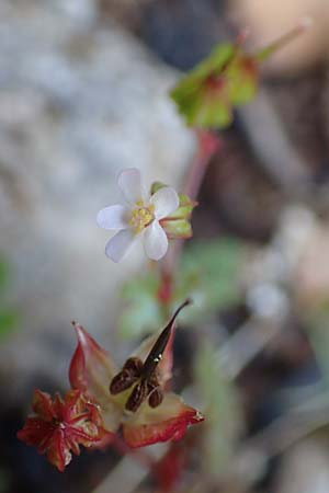 Geranium lucidum \ Glnzender Storchschnabel, Rhodos Profitis Ilias 2.4.2019