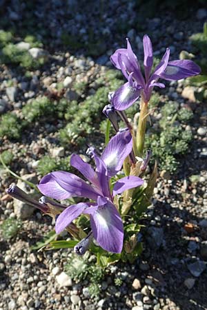 Moraea sisyrinchium \ Mittags-Schwertlilie, Kleine Sand-Iris / Barbary Nut Iris, Rhodos Asklipio 24.3.2019