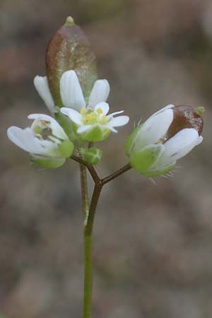 Draba verna agg. \ Frhlings-Hungerblmchen / Common Whitlowgrass, Rhodos Moni Artamiti 16.3.2023