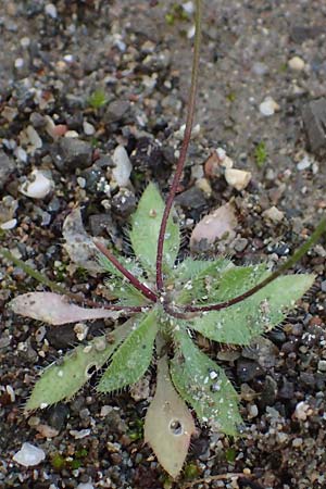 Draba verna agg. \ Frhlings-Hungerblmchen / Common Whitlowgrass, Rhodos Moni Artamiti 16.3.2023