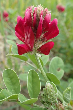 Hedysarum coronarium / Sweetvetch, French Honeysuckle, Rhodos Kattavia 1.4.2019