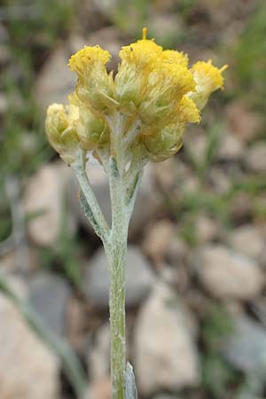 Helichrysum stoechas / Shrubby Everlasting Daisy, Everlastung Sungold, Rhodos Prasonisi 1.4.2019