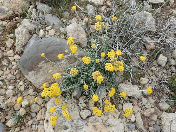 Helichrysum stoechas \ Wohlriechende Strohblume / Shrubby Everlasting Daisy, Everlastung Sungold, Rhodos Prasonisi 1.4.2019