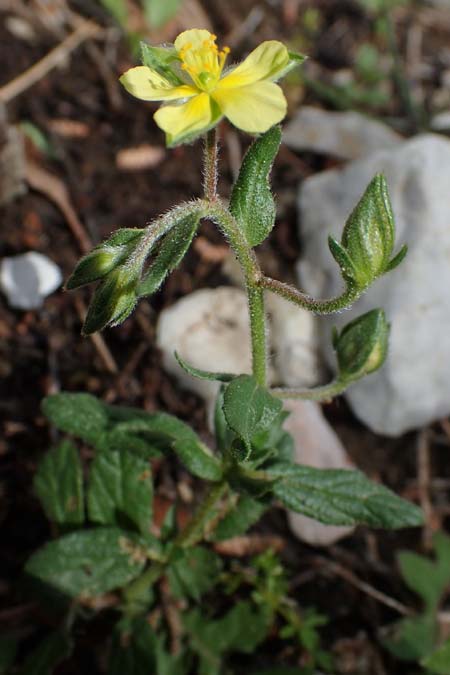 Helianthemum salicifolium / Willowleaf Rock-Rose, Rhodos Moni Artamiti 16.3.2023