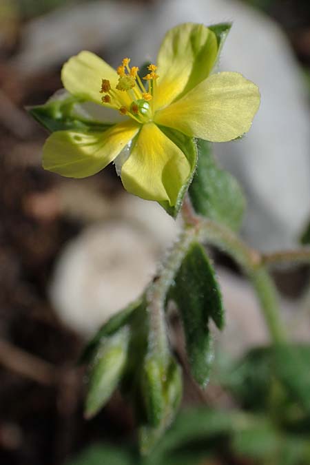 Helianthemum salicifolium \ Weidenblttriges Sonnenrschen / Willowleaf Rock-Rose, Rhodos Moni Artamiti 16.3.2023