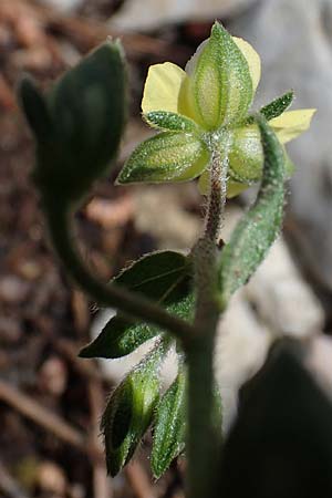 Helianthemum salicifolium \ Weidenblttriges Sonnenrschen / Willowleaf Rock-Rose, Rhodos Moni Artamiti 16.3.2023