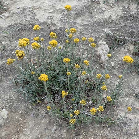 Helichrysum stoechas \ Wohlriechende Strohblume, Rhodos Kamiros 22.3.2023