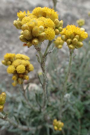 Helichrysum stoechas \ Wohlriechende Strohblume, Rhodos Kamiros 22.3.2023