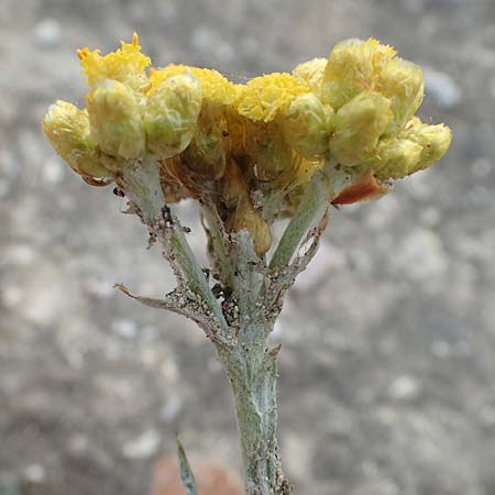 Helichrysum stoechas \ Wohlriechende Strohblume, Rhodos Kamiros 22.3.2023