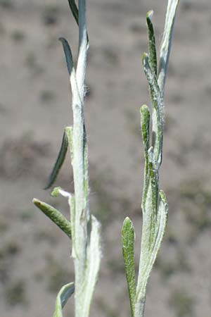 Helichrysum stoechas \ Wohlriechende Strohblume / Shrubby Everlasting Daisy, Everlastung Sungold, Rhodos Apolakkia 25.3.2023