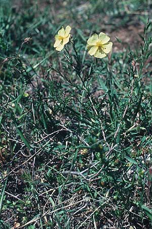 Fumana arabica \ Zwerg-Nadelrschen / Mediterranean Sun-Rose, Rhodos Kallithea Terme 25.4.1987