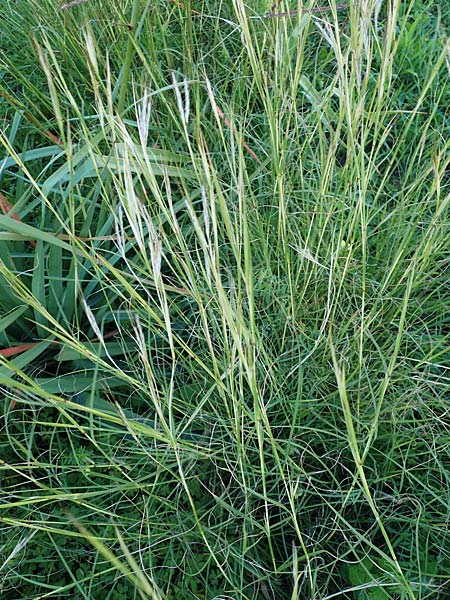 Hyparrhenia hirta \ Behaartes Kahngras / Thatching Grass, Coolatai Grass, Rhodos Mount Smith 18.3.2023