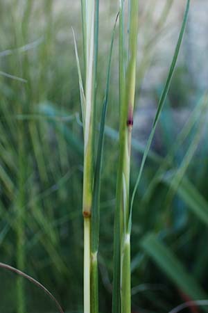 Hyparrhenia hirta / Thatching Grass, Coolatai Grass, Rhodos Mount Smith 18.3.2023