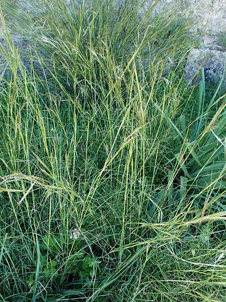 Hyparrhenia hirta / Thatching Grass, Coolatai Grass, Rhodos Mount Smith 18.3.2023