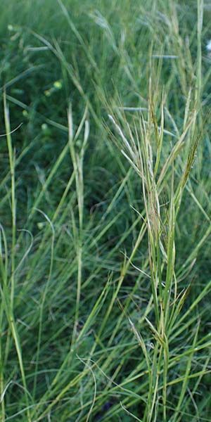Hyparrhenia hirta / Thatching Grass, Coolatai Grass, Rhodos Mount Smith 18.3.2023
