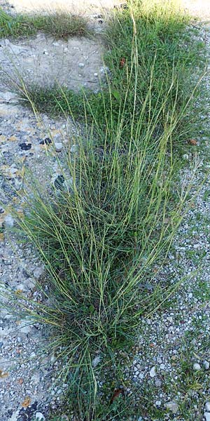 Hyparrhenia hirta / Thatching Grass, Coolatai Grass, Rhodos Mount Smith 18.3.2023